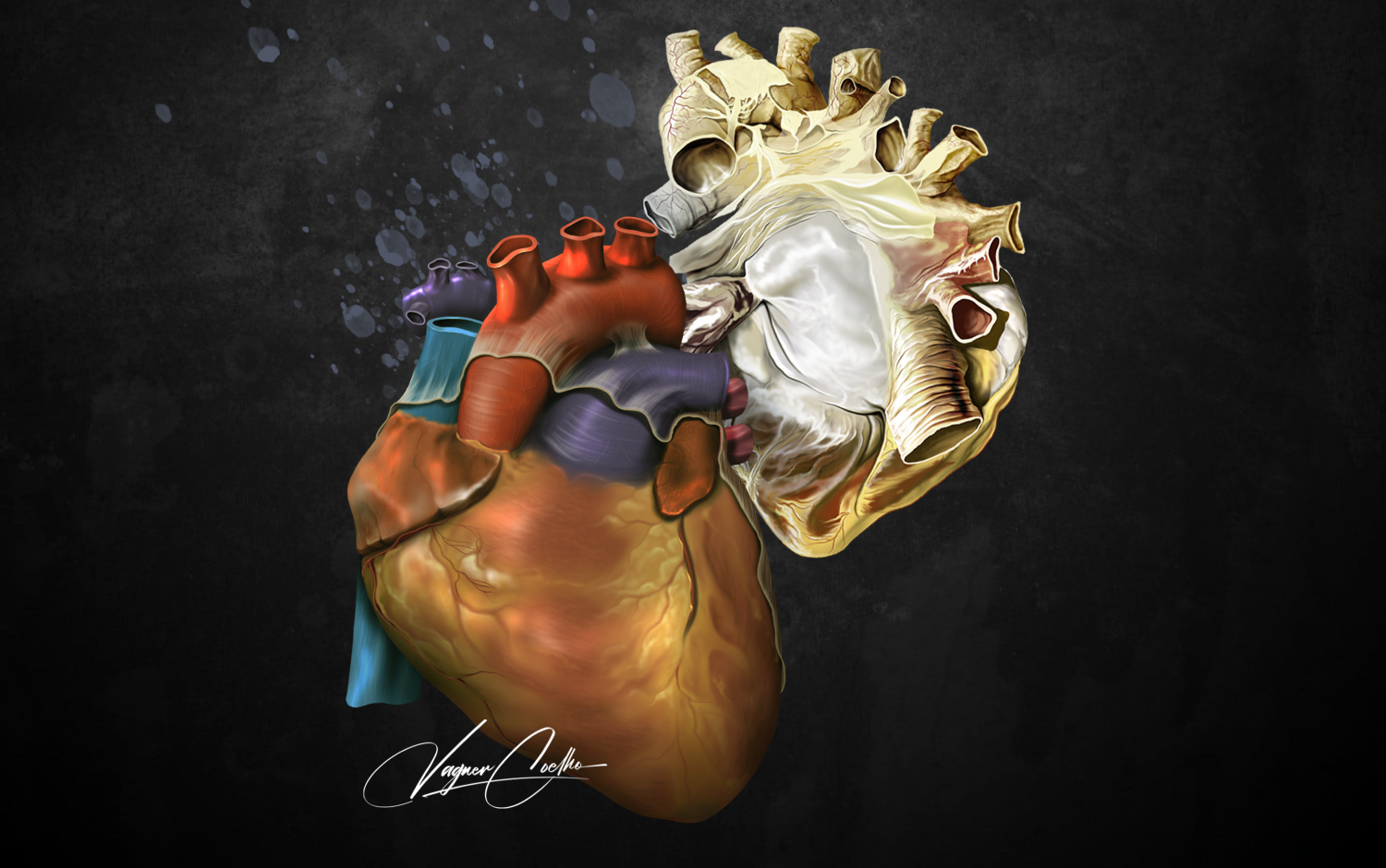 Imagem ilustrativa de um coração