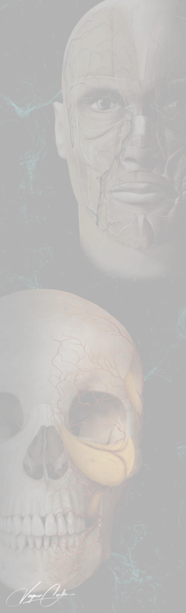 Imagem de fundo de crânios